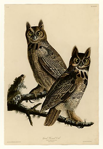 Great Horned Owl