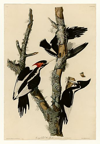 Ivory-billed Woodpecker