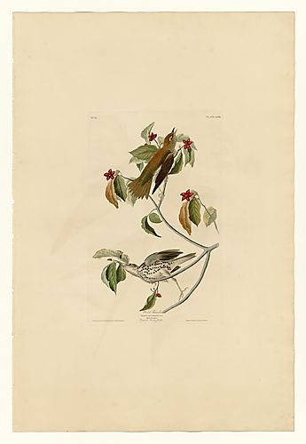Wood Thrush