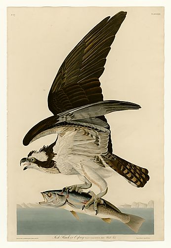 Fish Hawk, or Osprey