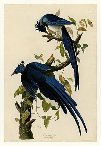 Black-throated Magpie-Jay