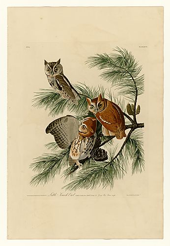 Eastern Screech-Owl