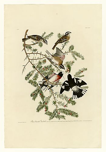 Rose-breasted Grosbeak