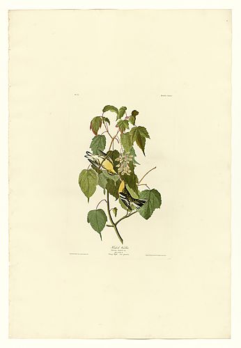 Blackburnian Warbler