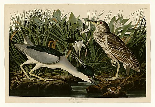 Black-crowned Night-Heron
