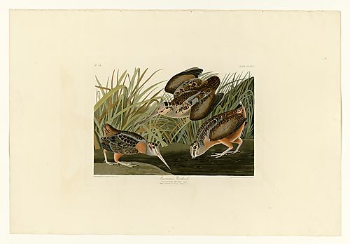 American Woodcock