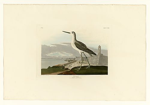 Common Greenshank