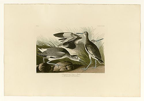 Semipalmated Snipe, or Willet