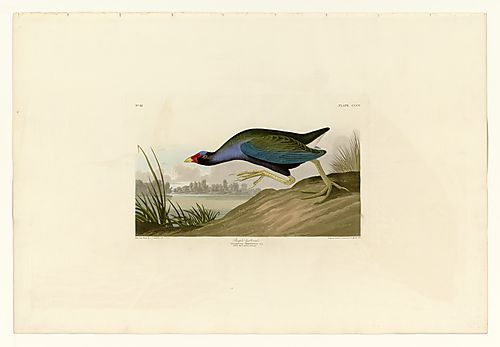 Purple Gallinule