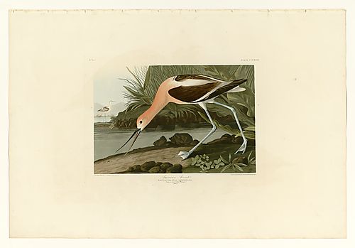 American Avocet