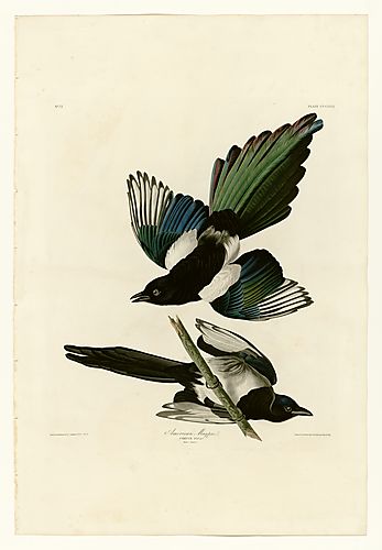 Black-billed Magpie