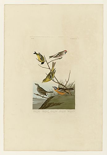 I. Lesser Goldfinch; 2. Hoary Redpoll; 3. Western Tanager; 4. Townsend's Bunting; 5. Smith's Longspur