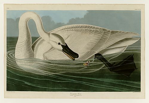 Trumpeter Swan