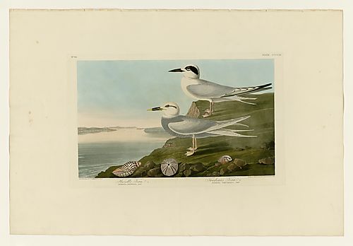 I. Forster's Tern; 2. Snow-crowned Tern