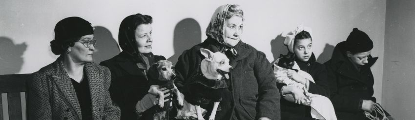 Humane Animal Rescue Records and Photographs 
