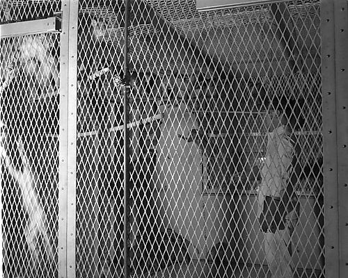 Polio Lab Animal Technician